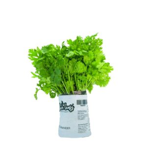 Coriander