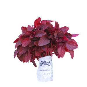 Amaranthus Red